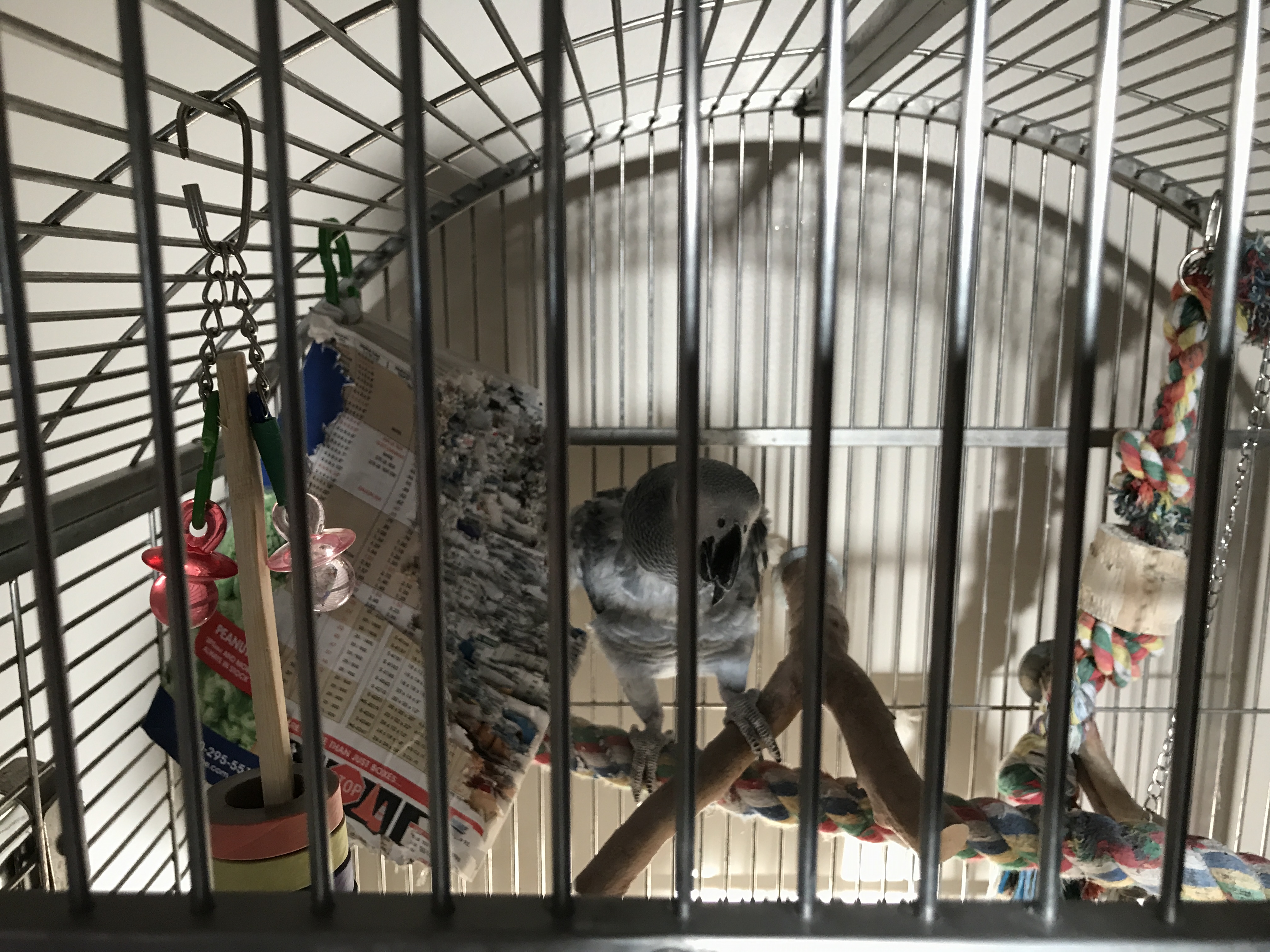 Conversation with Jigga (African Grey Parrot)