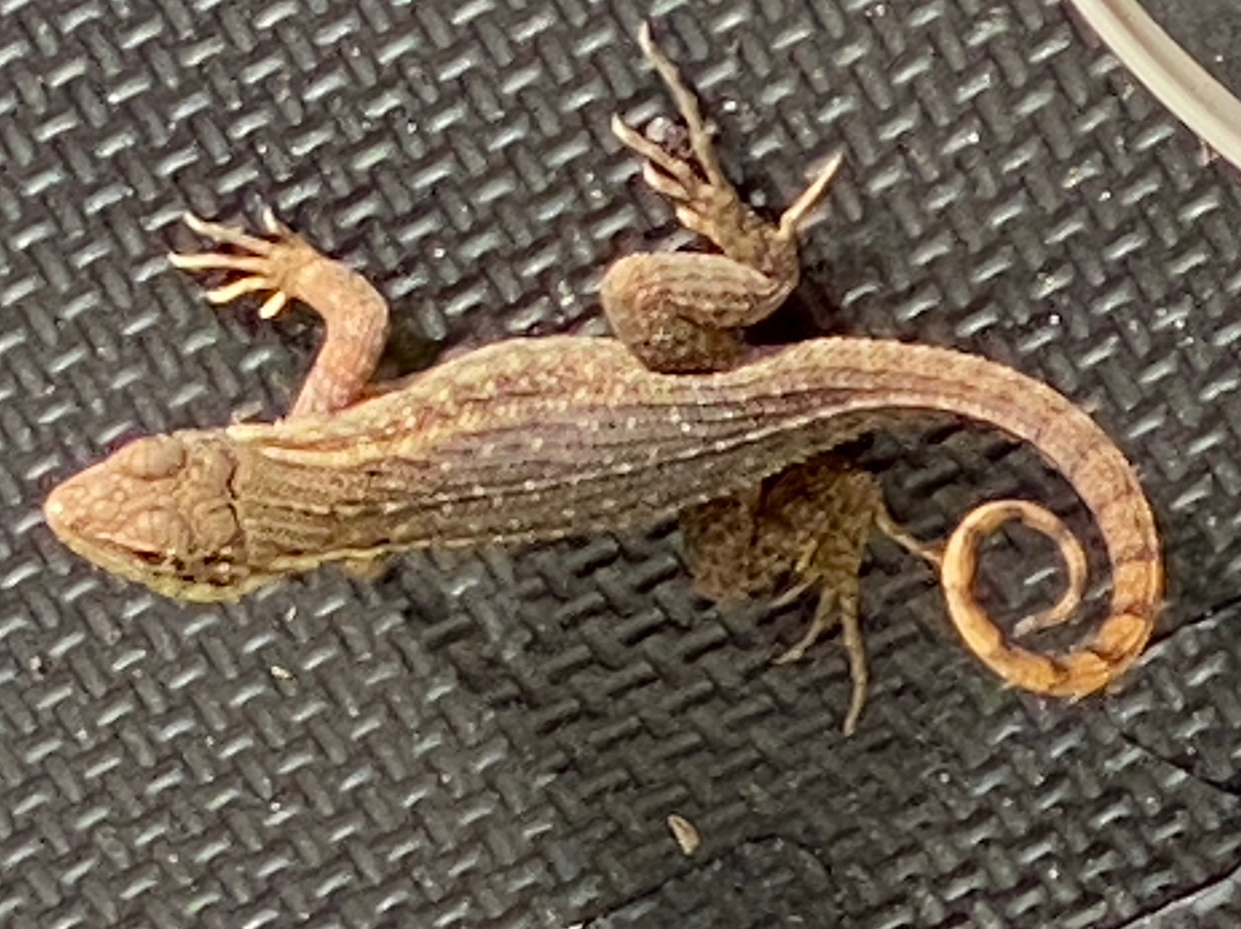 My little workout buddy!